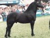 Deckhengst Trevallion AP Comet (Welsh-Cob (Sek. D), 1979, von Tyhen Comet)