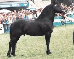 stallion Trevallion AP Comet (Welsh-Cob (Sek. D), 1979, from Tyhen Comet)