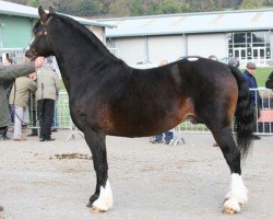 Pferd Carnwallon Llewellyn (Welsh-Cob (Sek. D), 1996, von Pennal Calon Lan)