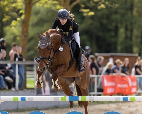 broodmare Quimara AS (Zweibrücken, 2008, from Quantum)