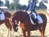 dressage horse Rosina 22 (unknown, 1999)