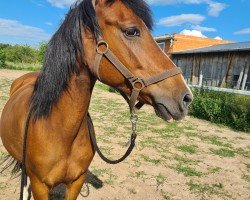 broodmare Larina (Lewitzer, 2013)