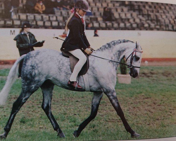 broodmare Ockley Miss Tittlemouse (British Riding Pony, 1990, from Bladon Little Man)