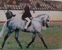 Zuchtstute Ockley Miss Tittlemouse (British Riding Pony, 1990, von Bladon Little Man)