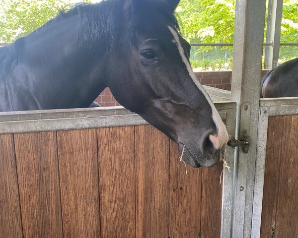 broodmare Divaluna (Hanoverian, 2017, from Diatendro)