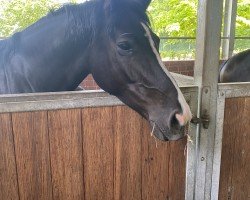 broodmare Divaluna (Hanoverian, 2017, from Diatendro)