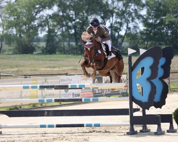 jumper Playboyy (German Riding Pony, 2016, from Playback)