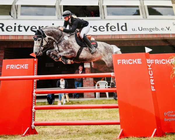 Springpferd Charles The Grey (Oldenburger, 2016, von Colman)