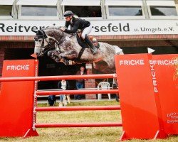 Springpferd Charles The Grey (Oldenburger, 2016, von Colman)