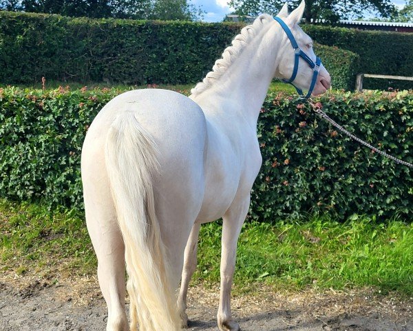 Dressurpferd First Class Noble Blue Eyes (Deutsches Reitpony, 2022, von First Class Golden White)