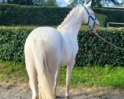 Pferd First Class Noble Blue Eyes (Deutsches Reitpony, 2022, von First Class Golden White)