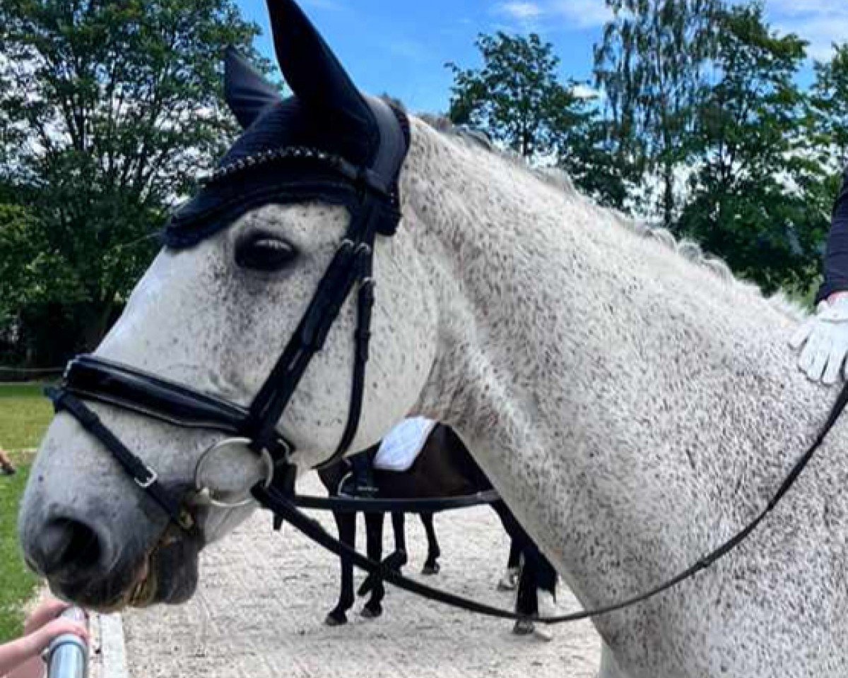 jumper Fernet 64 (Hanoverian, 2008, from Forsyth)