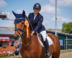 dressage horse Alwin 49 (Trakehner, 2017, from Davidas)