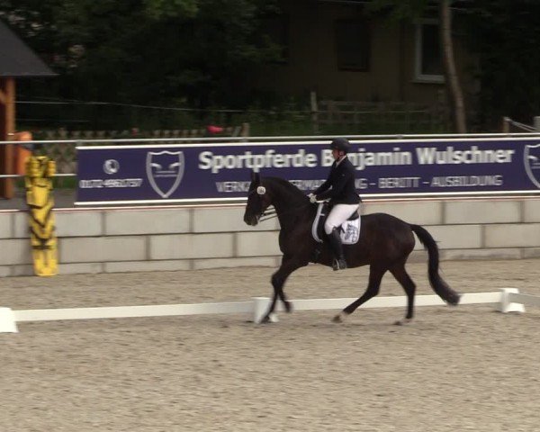 Reitturnier Dorfchemnitz 2024