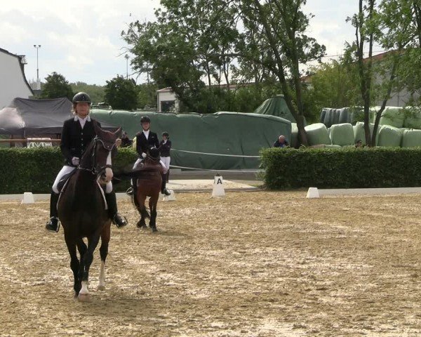 Reitturnier Wingerode 2024