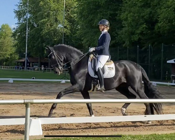 dressage horse Emilliano 2 (KWPN (Royal Dutch Sporthorse), 2015, from Everdale)