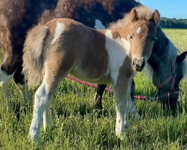 foal by Vaiana (Dt.Part-bred Shetland pony, 2024, from Janikos Armani)