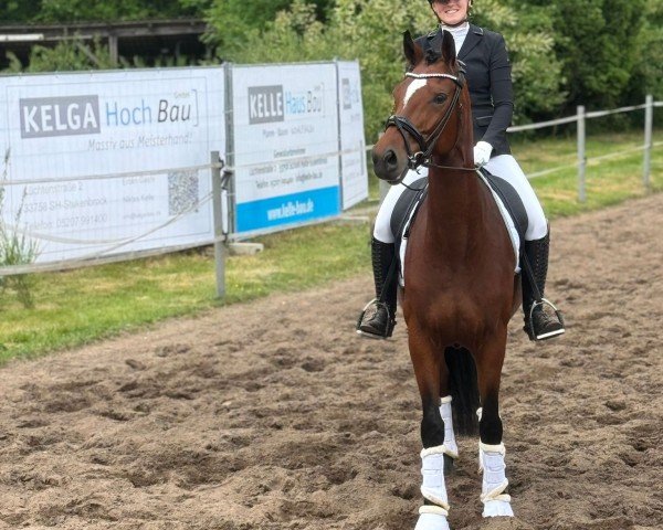 dressage horse Verrari ST (Westphalian, 2019, from Valverde NRW)