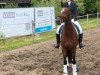 dressage horse Verrari ST (Westphalian, 2019, from Valverde NRW)