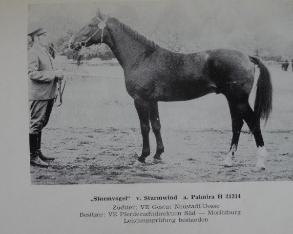 stallion Sturmvogel (Brandenburg, 1972, from Sturmwind II)