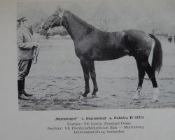 stallion Sturmvogel 1336 (Brandenburg, 1972, from Sturmwind II 2351)