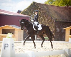 dressage horse For Magic Moments 4 (Westphalian, 2015, from Franziskus FRH)