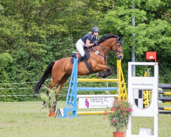 jumper Colisto (Oldenburg show jumper, 2006, from Colander)