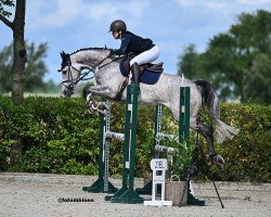 Springpferd Clariclaire Lw (Holsteiner, 2017, von Clarimo Ask)