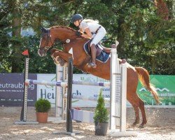 jumper Pearl 128 (Hanoverian, 2013, from Perigueux)