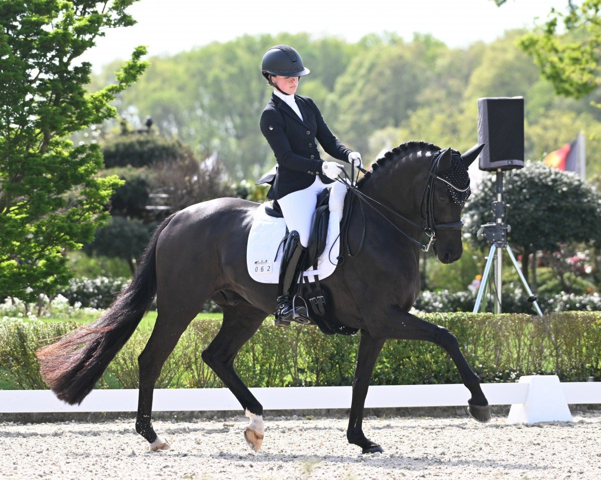 Dressurpferd Hip Hop (KWPN (Niederländisches Warmblut), 2012, von Jazz)