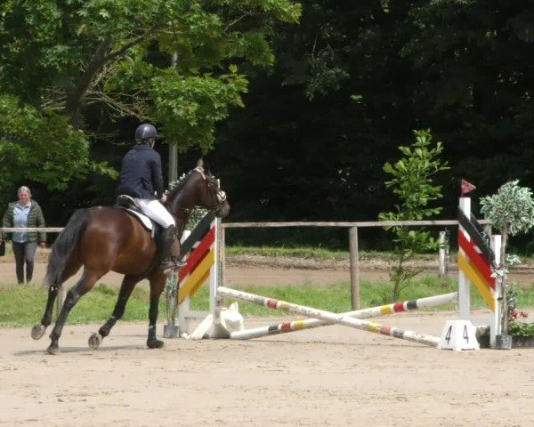 Reitturnier Springe 2024