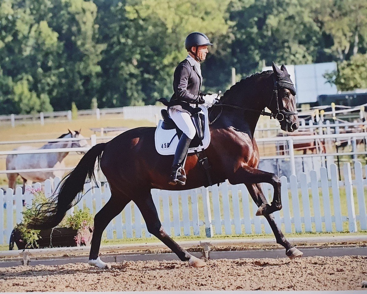 dressage horse Stettin 8 (German Sport Horse, 2019, from St. Schufro)