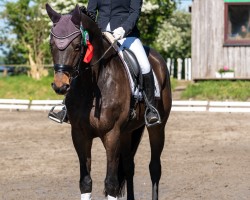 dressage horse Illuminati (Trakehner, 2013, from Herbstkönig 2)