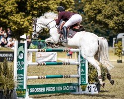 jumper Charly Cash (Oldenburg show jumper, 2009, from Califax)