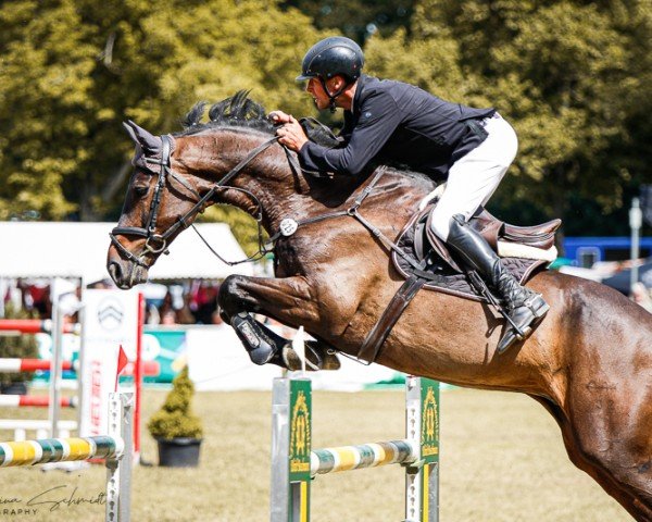 jumper Clitschko 19 (German Sport Horse, 2016, from Singular Ls La Silla)