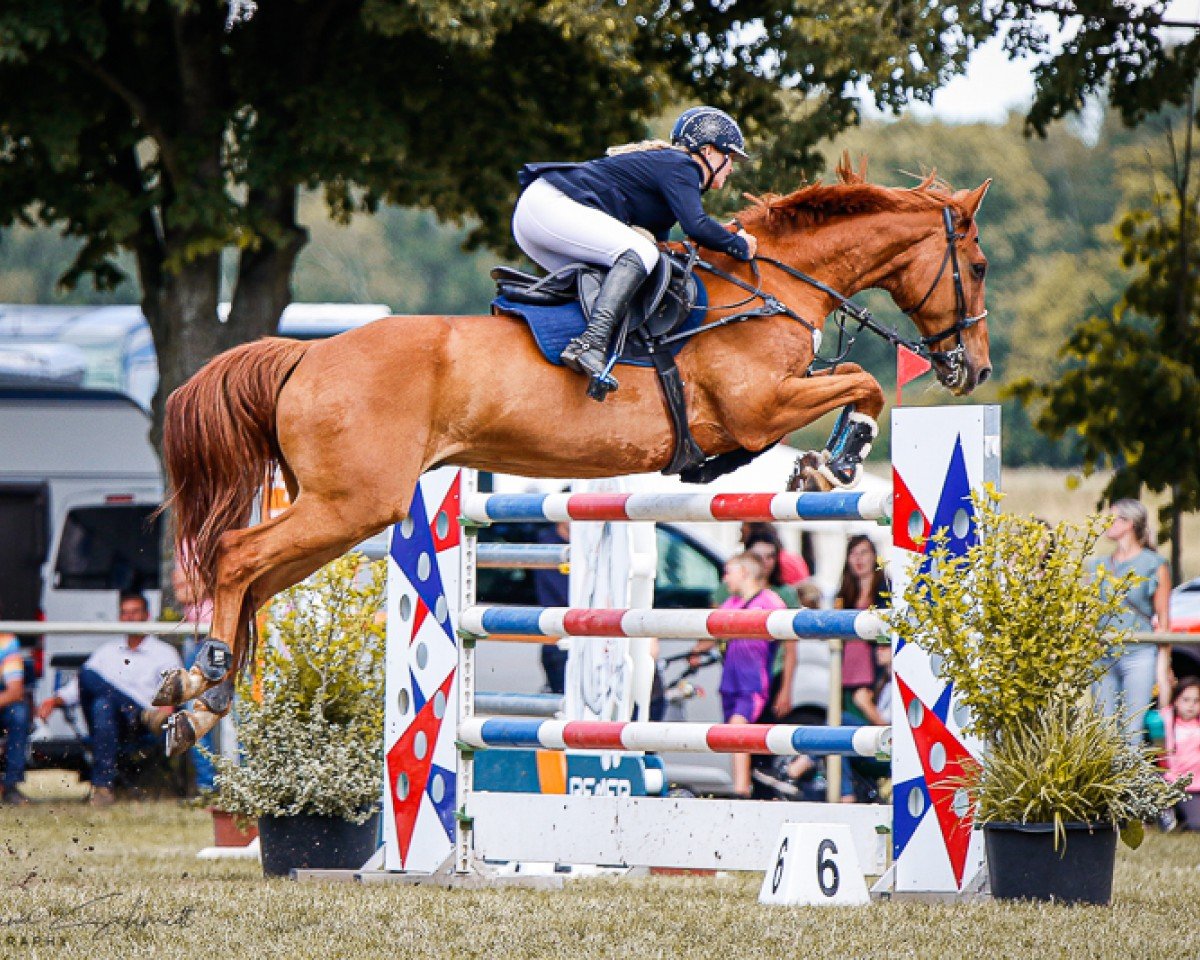 jumper Casanova 408 (Oldenburg show jumper, 2006, from Chacco-Blue)