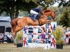 jumper Casanova 408 (Oldenburg show jumper, 2006, from Chacco-Blue)