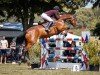 jumper Sir Flintstone (Oldenburg show jumper, 2007, from Sir Shutterfly)