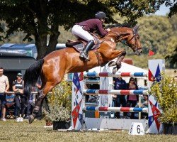 jumper Sir Flintstone (Oldenburg show jumper, 2007, from Sir Shutterfly)