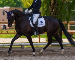 dressage horse Christobal LMC (Rhinelander, 2015, from Cordobes I)