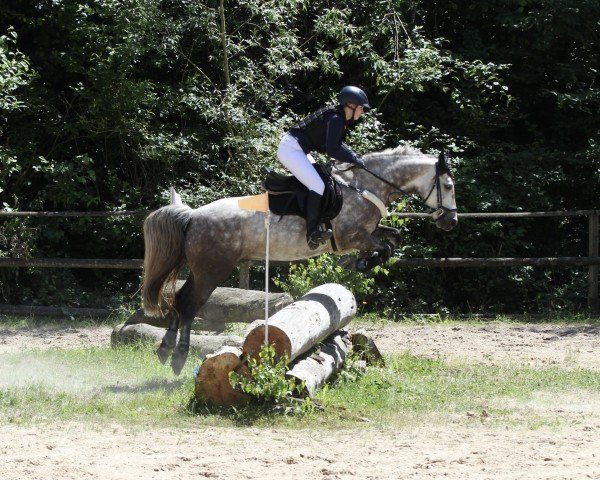 jumper Glenview Bob (Connemara Pony, 2017)