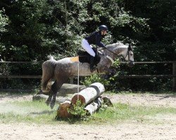 Springpferd Glenview Bob (Connemara-Pony, 2017)