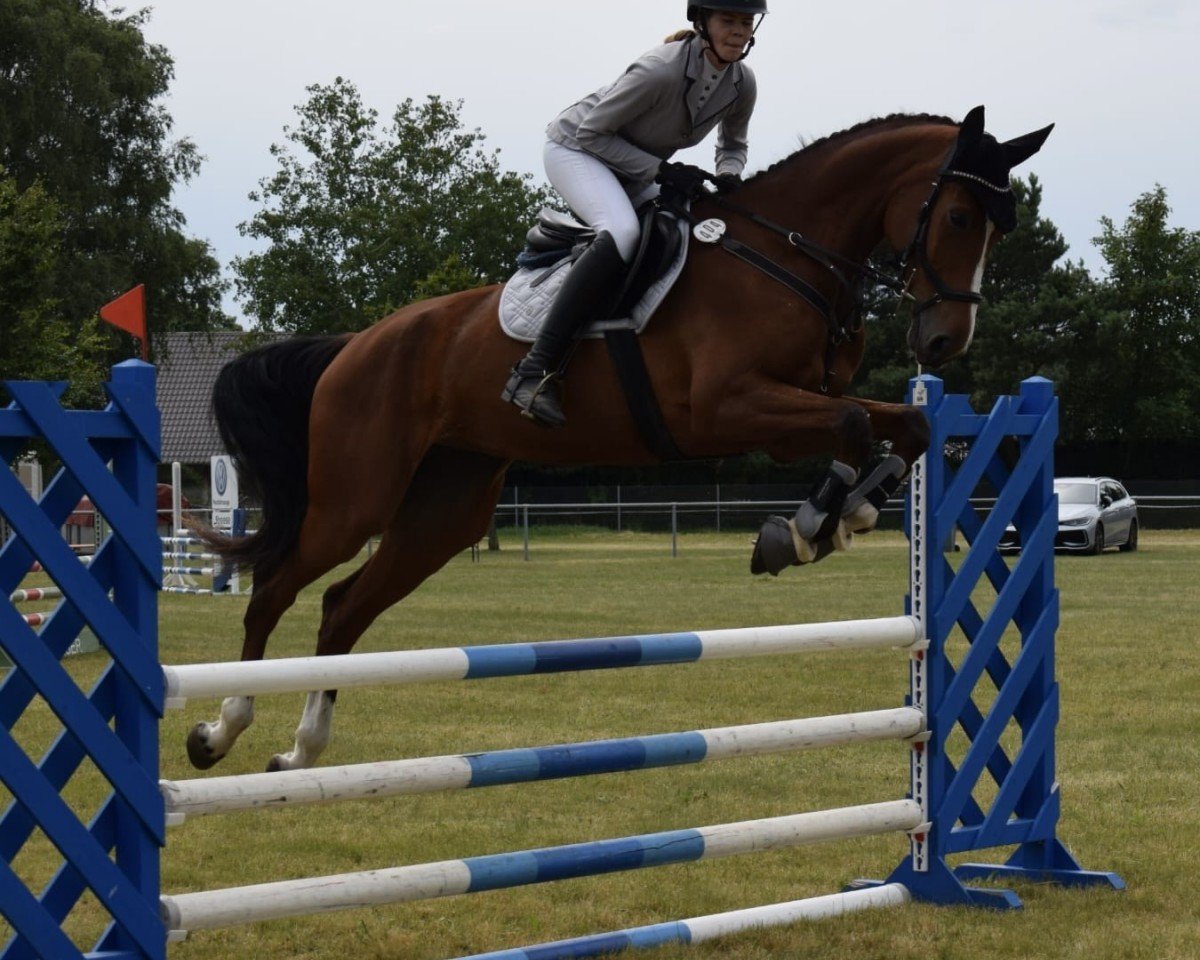 Springpferd Mirabell 206 (Holsteiner, 2019, von Ogano Sitte)