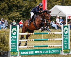 jumper Sabucco 2 (German Sport Horse, 2007, from Splended)