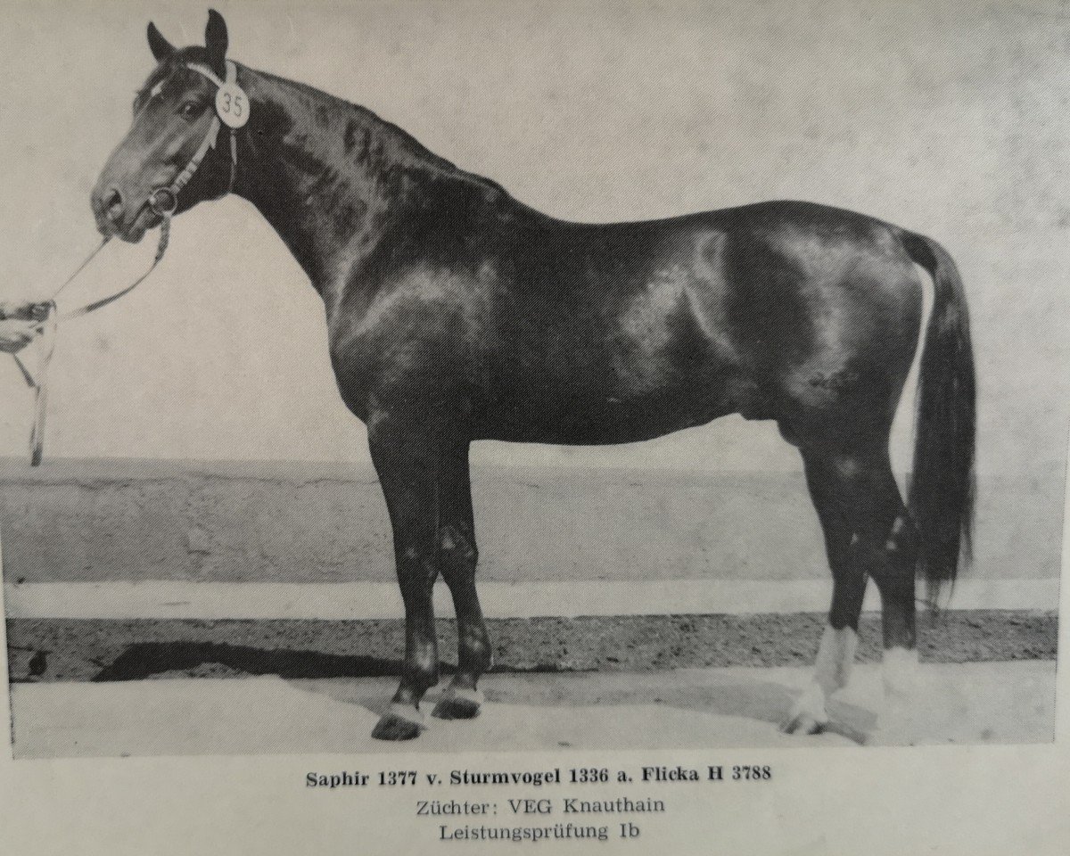 stallion Saphir 1377 (Noble Warmblood, 1976, from Sturmvogel 1336)