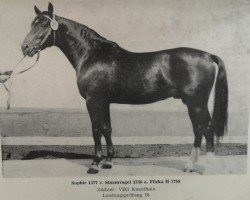 stallion Saphir 1377 (Noble Warmblood, 1976, from Sturmvogel 1336)