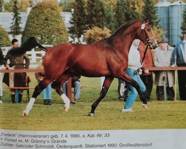 stallion Frederick (Hanoverian, 1990, from Forrest xx)