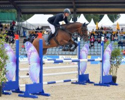 jumper Sympatico 33 (Hanoverian, 2011, from Stakkato)