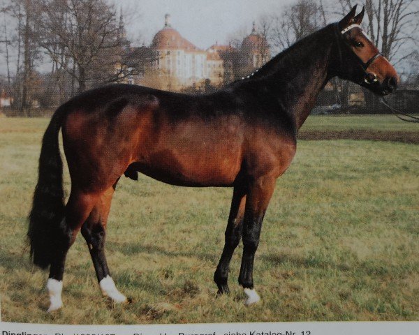stallion Dinglinger (Westphalian, 1992, from Dinard L)