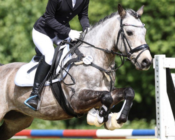 jumper Annagh's Boy (Connemara Pony, 2011)